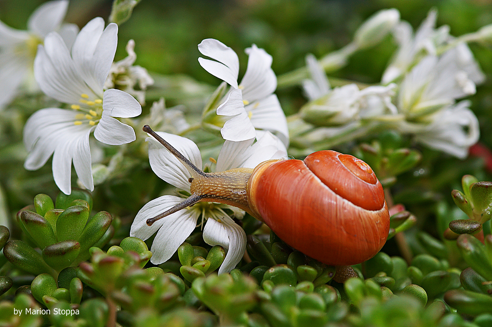 Schnecke mit Geschmack