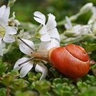 Schnecke mit Geschmack