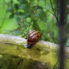 Schnecke mit Häuschen