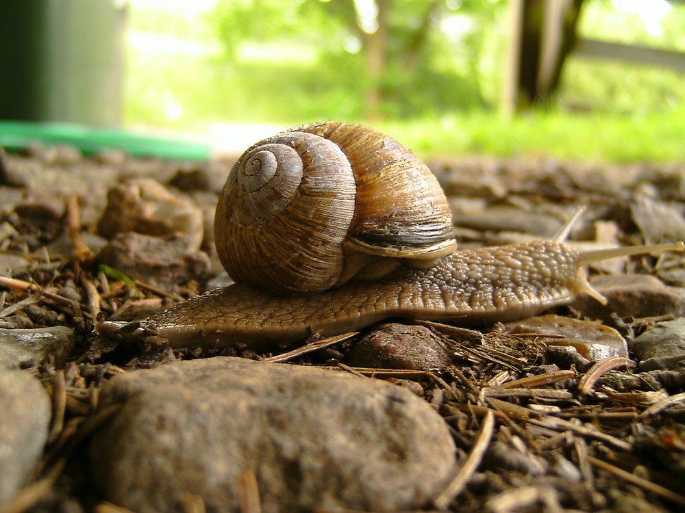 Schnecke mit Haus