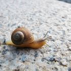 Schnecke mit Haus