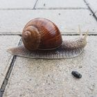 Schnecke mit Haus