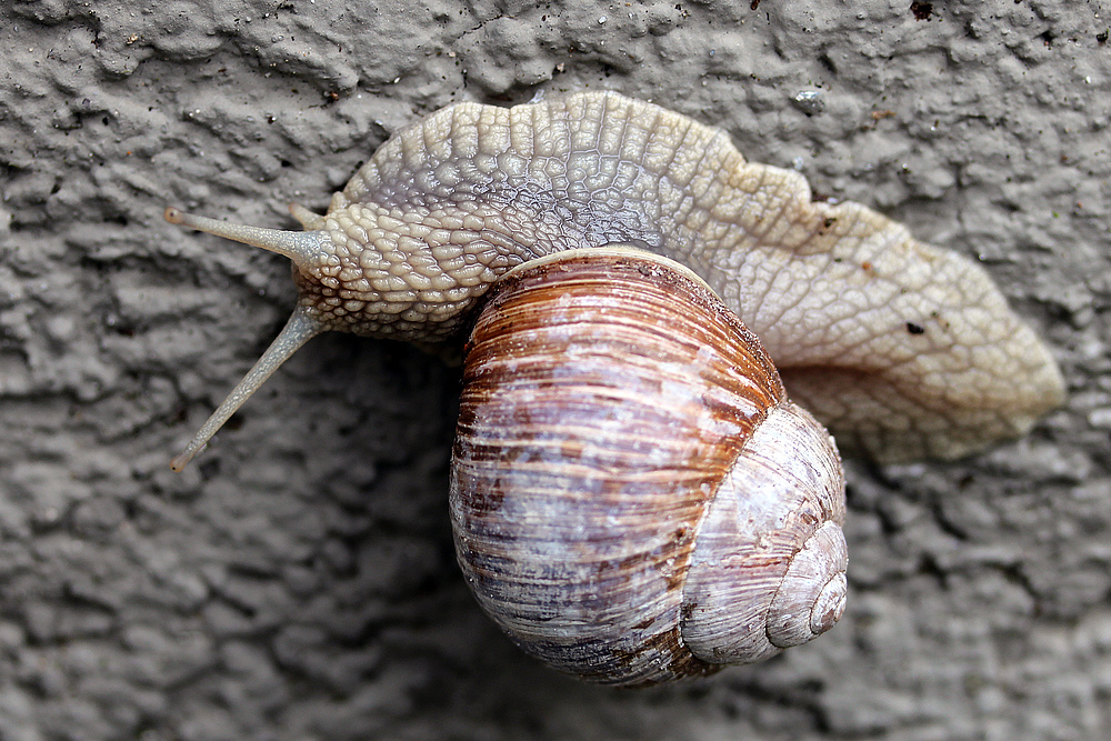 Schnecke mit Haus auf dem Weg ins Haus