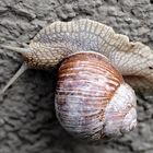 Schnecke mit Haus auf dem Weg ins Haus