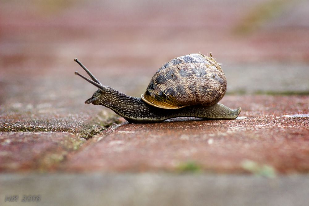 Schnecke mit Haus Foto & Bild natur, tiere, wildlife Bilder auf