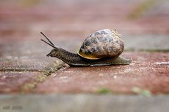 Schnecke mit Haus