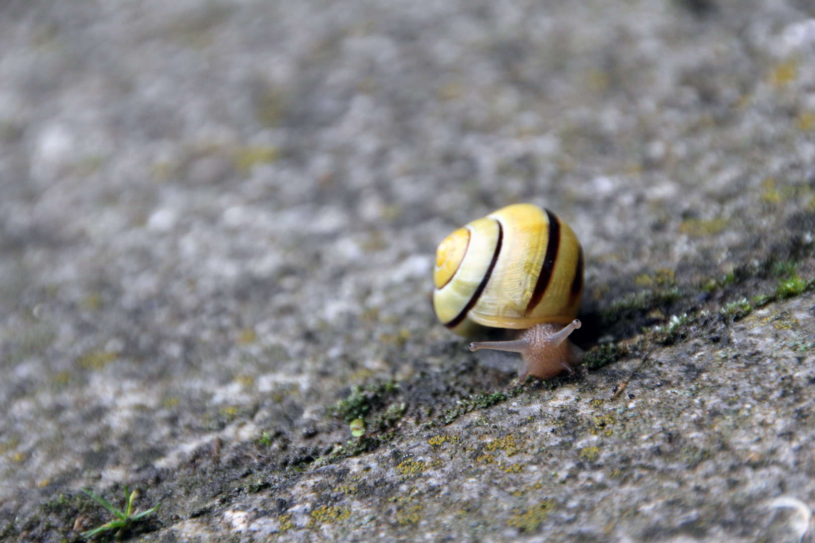 Schnecke mit Haus