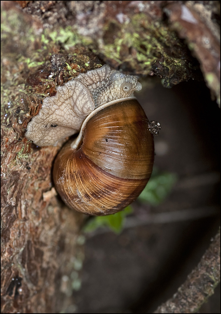 Schnecke mit Haus im "Haus"