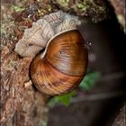 Schnecke mit Haus im "Haus"