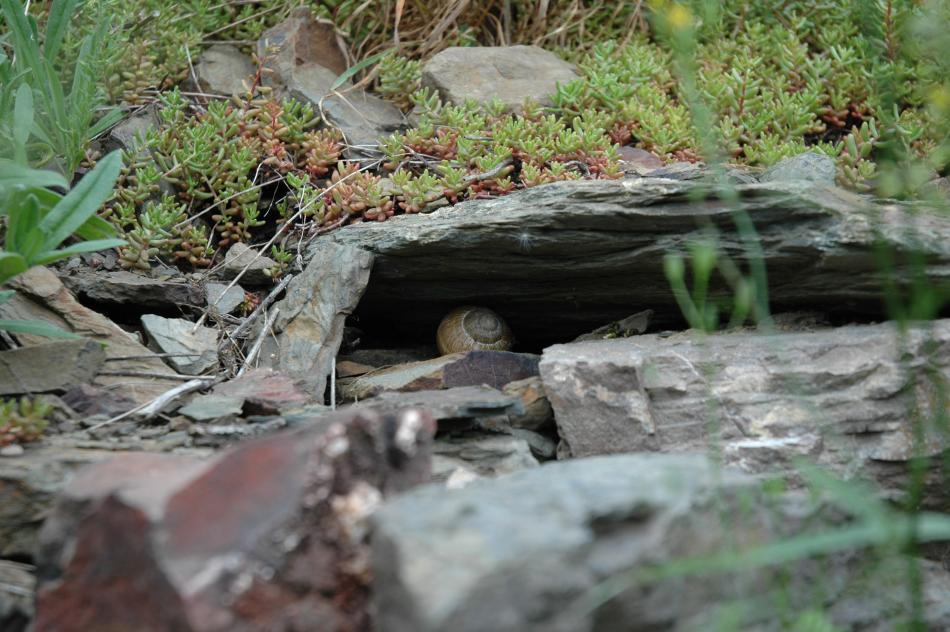 Schnecke mit Haus und Höhle