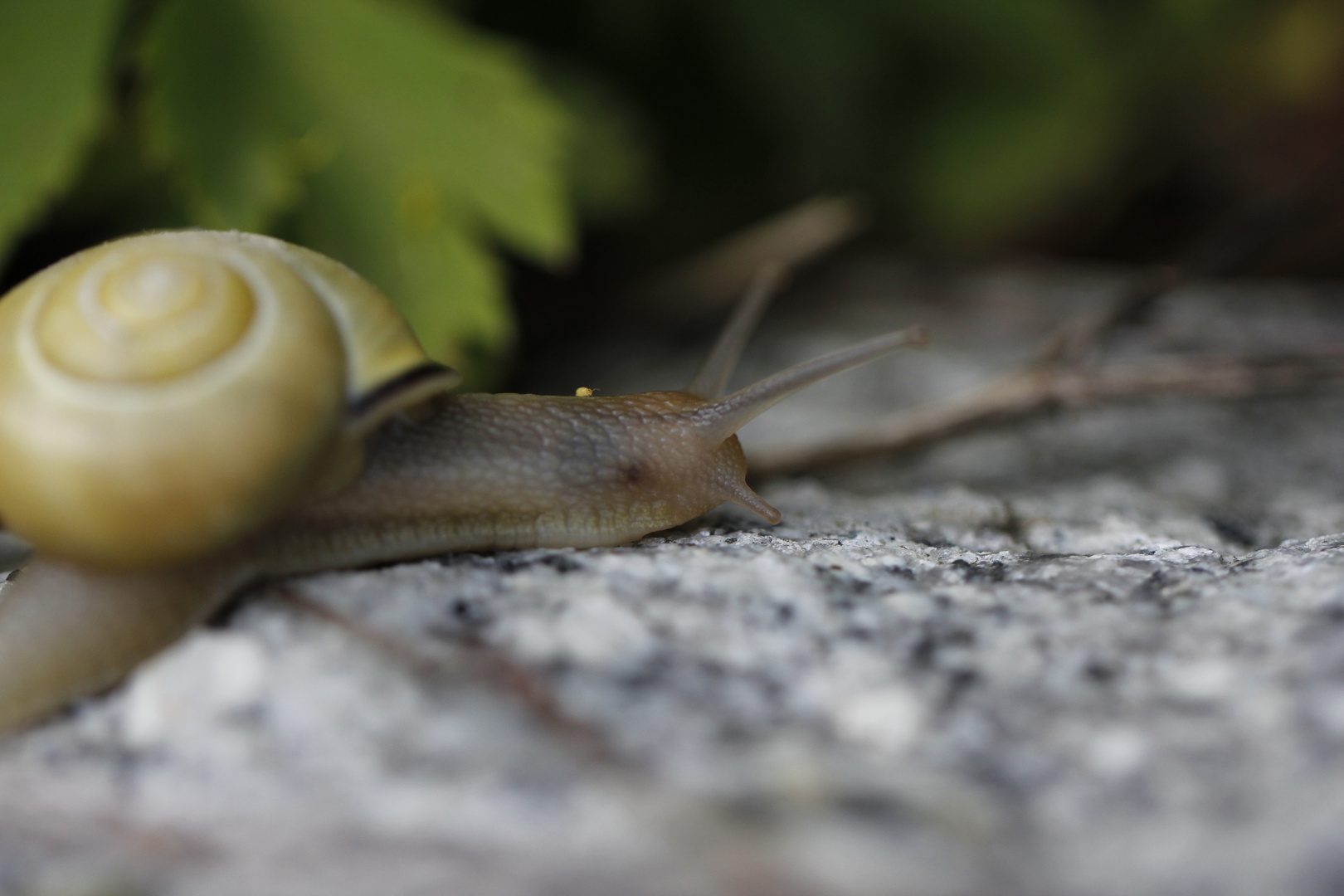 Schnecke mit Huckepack Gast