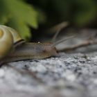 Schnecke mit Huckepack Gast