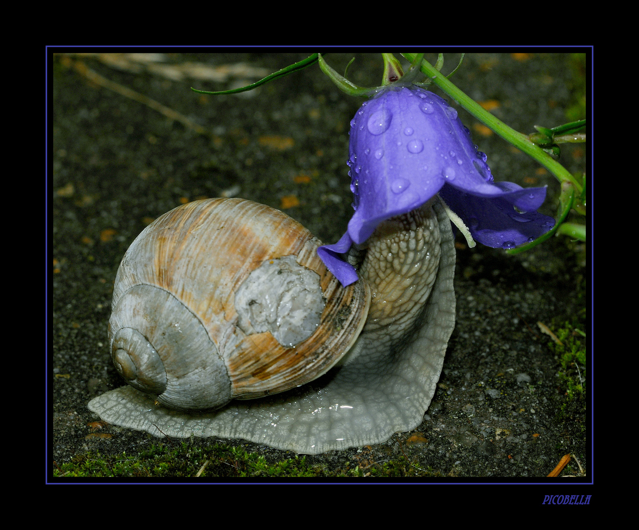 Schnecke mit Hut ;-)