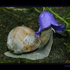 Schnecke mit Hut ;-)