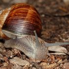 Schnecke mit Immobilie .... äääh, mit Häuschen mein ich!