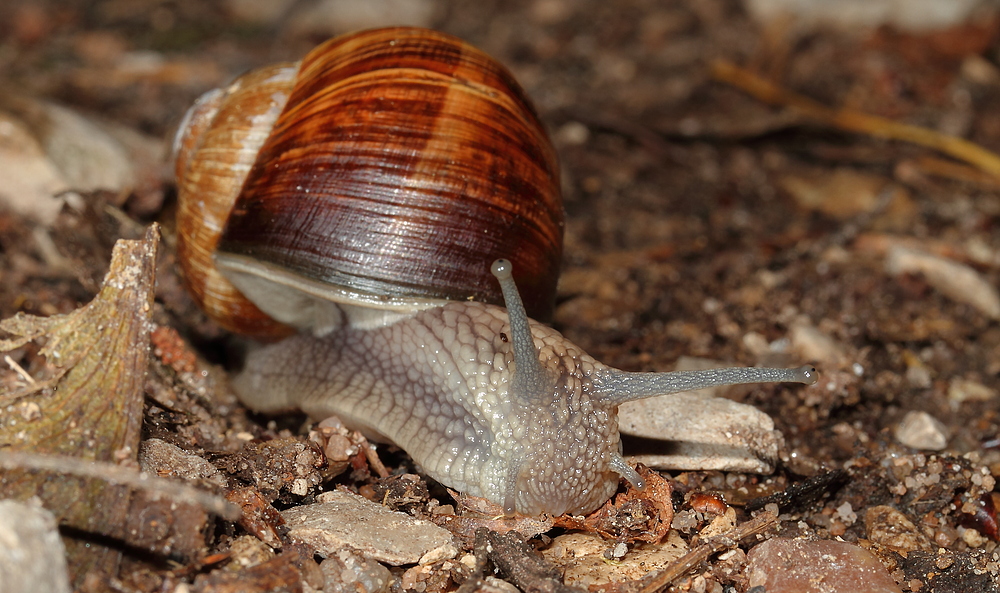 Schnecke mit Immobilie .... äääh, mit Häuschen mein ich!