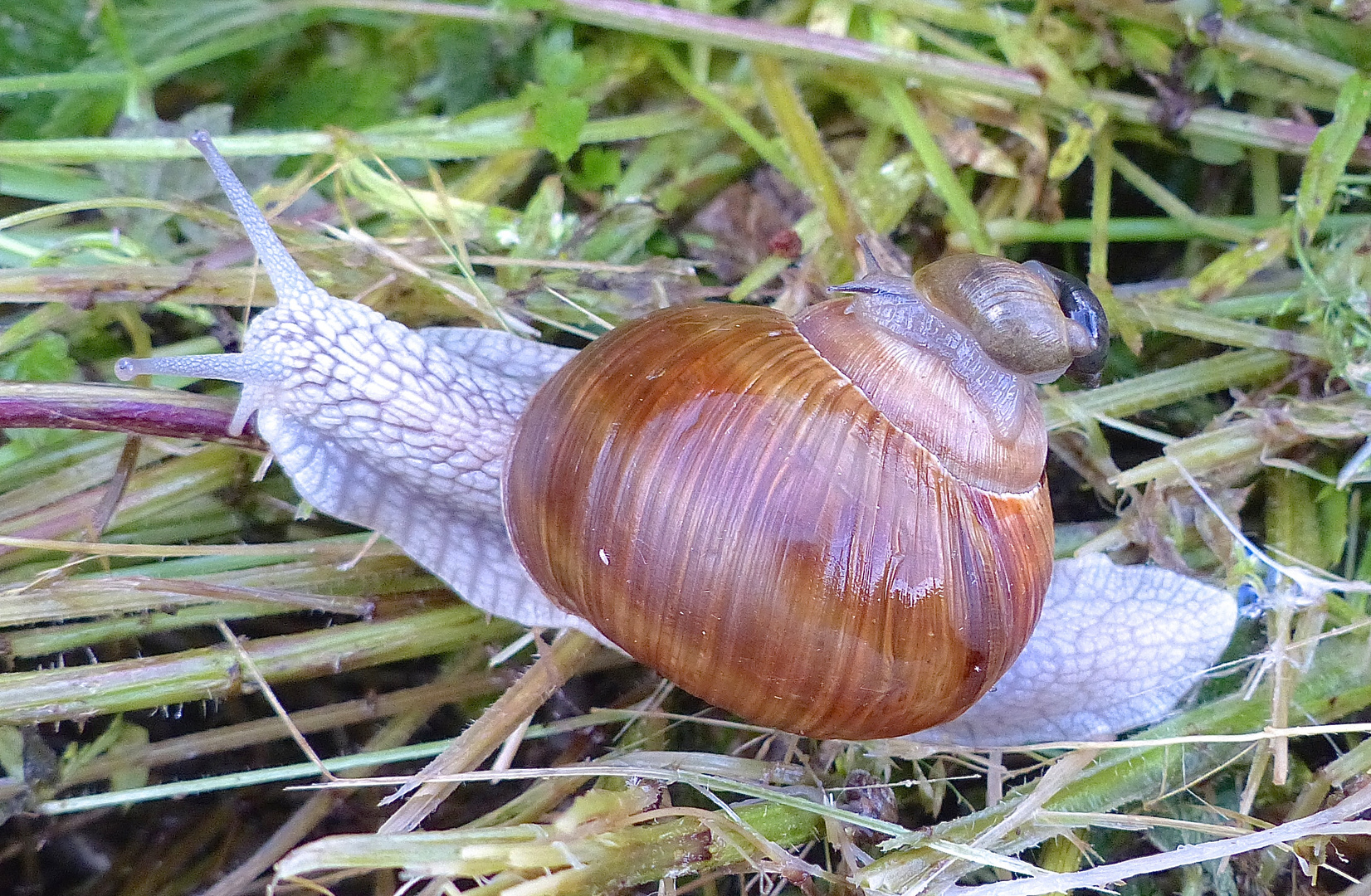 SCHNECKE MIT KIND