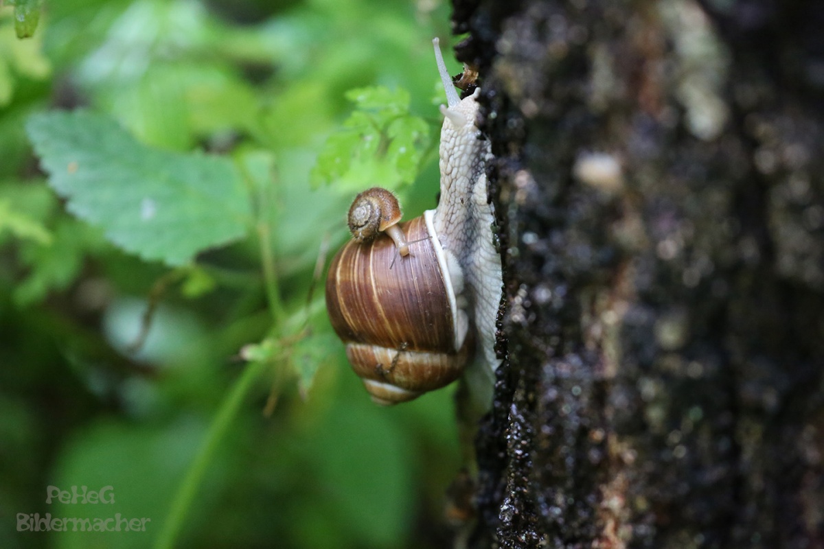 Schnecke mit Kind