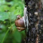 Schnecke mit Kind