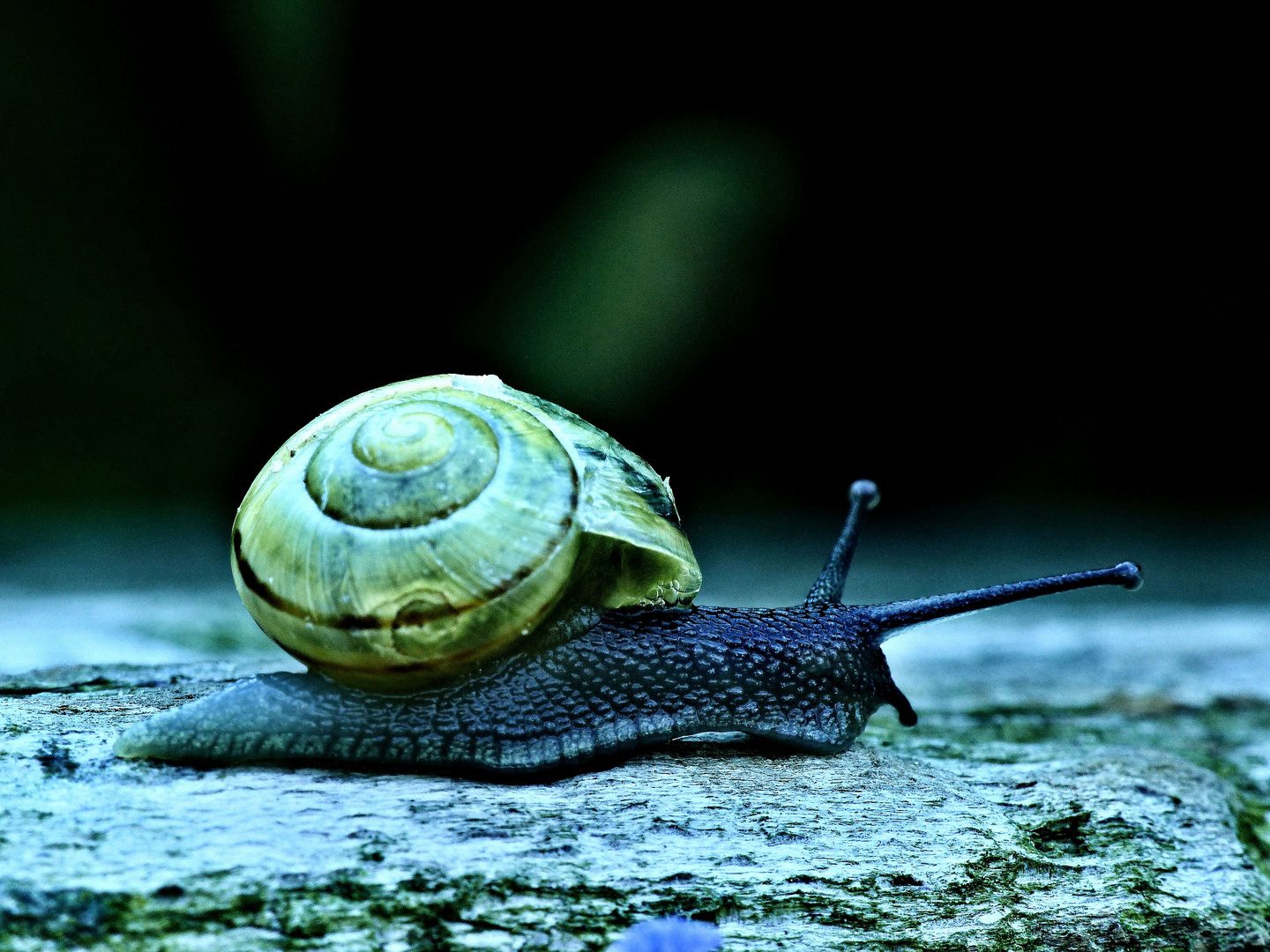 Schnecke mit marodem Haus!