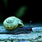 Schnecke mit marodem Haus!