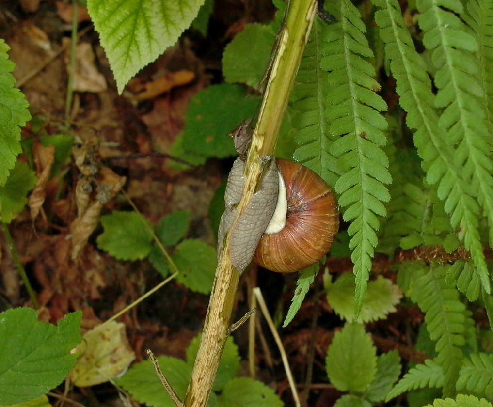 Schnecke mit Maske