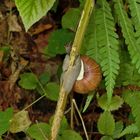 Schnecke mit Maske