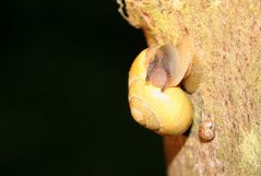 Schnecke mit "Nachwuchs"