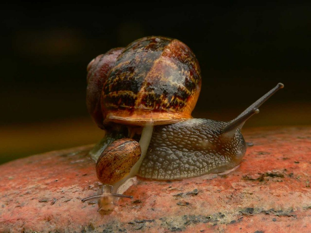 Schnecke mit Nachwuchs