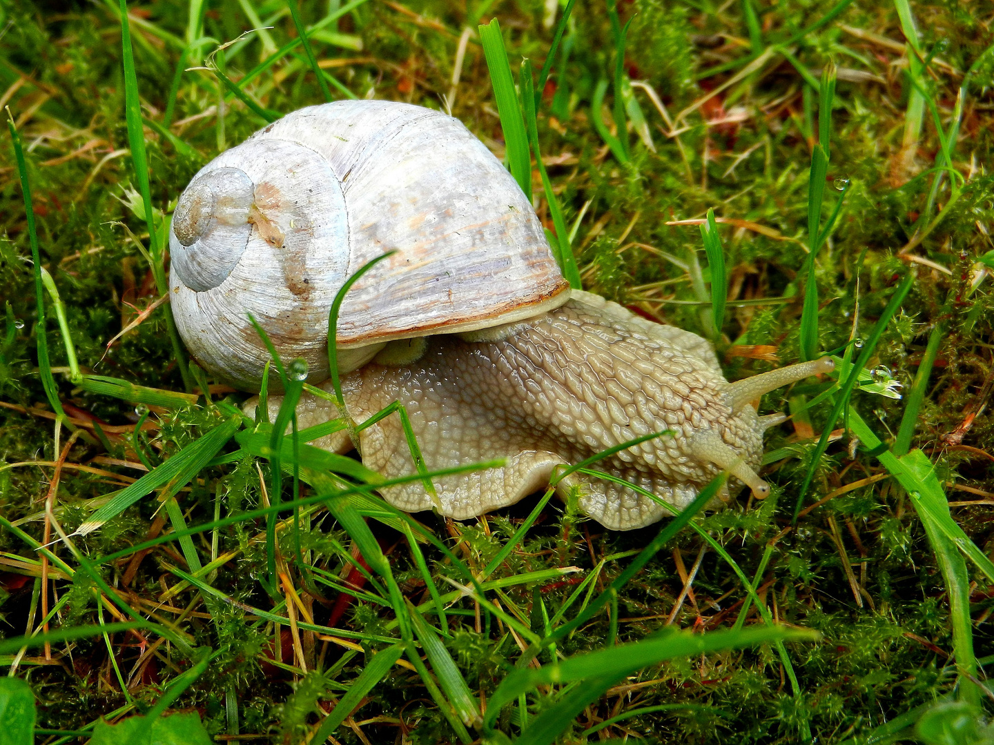 Schnecke mit Nikon S9100