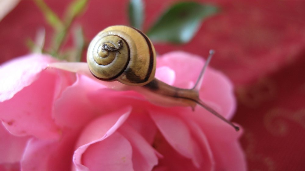 Schnecke mit Rose oder umgekehrt ?