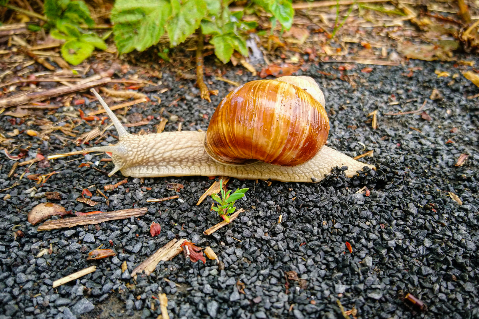 Schnecke mit Schneckenhaus