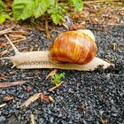 Schnecke mit Schneckenhaus