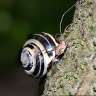 Schnecke mit Weberknecht ?