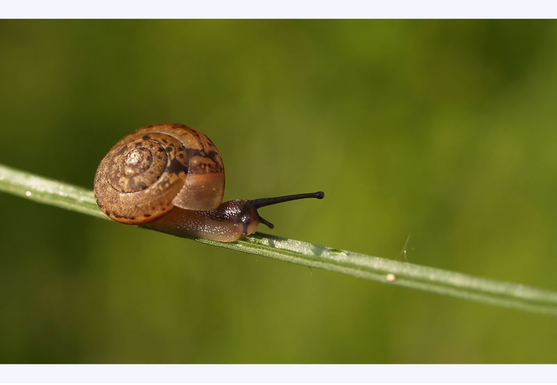 Schnecke mit "Wohnmobil"