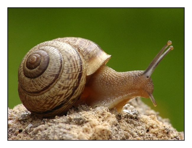 Schnecke mit Zusatzauge?