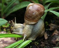 schnecke mit zwei köpfen ?