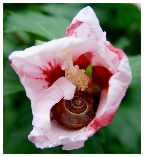 Schnecke mit zweiter Haus