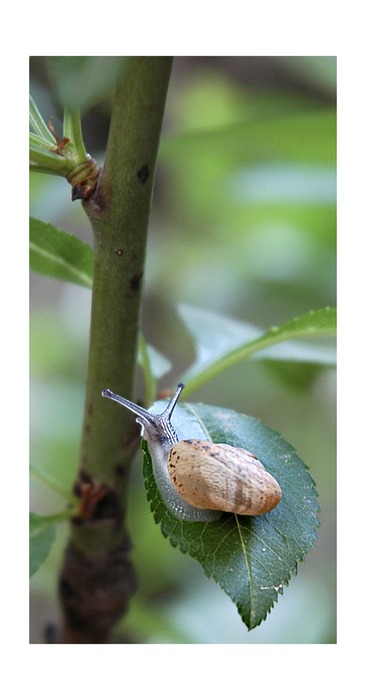 Schnecke (Na no!)