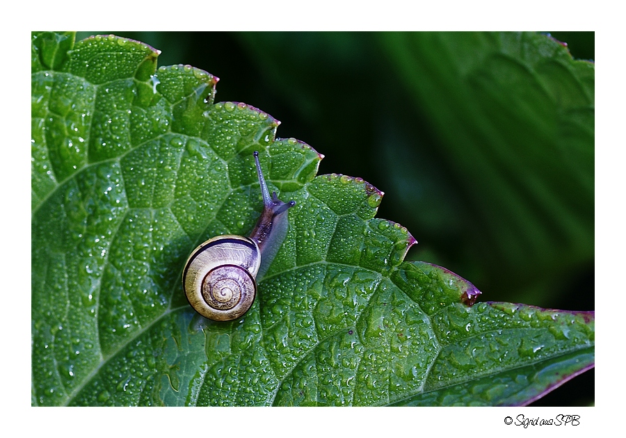 Schnecke nach dem Regenguss...