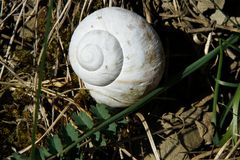 Schnecke nach dem Winter