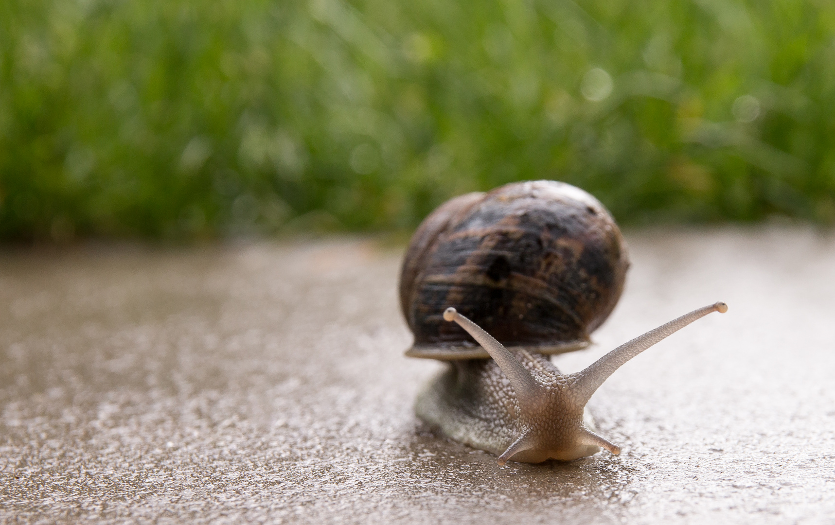 Schnecke nach einem Regentag