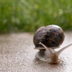 Schnecke nach einem Regentag