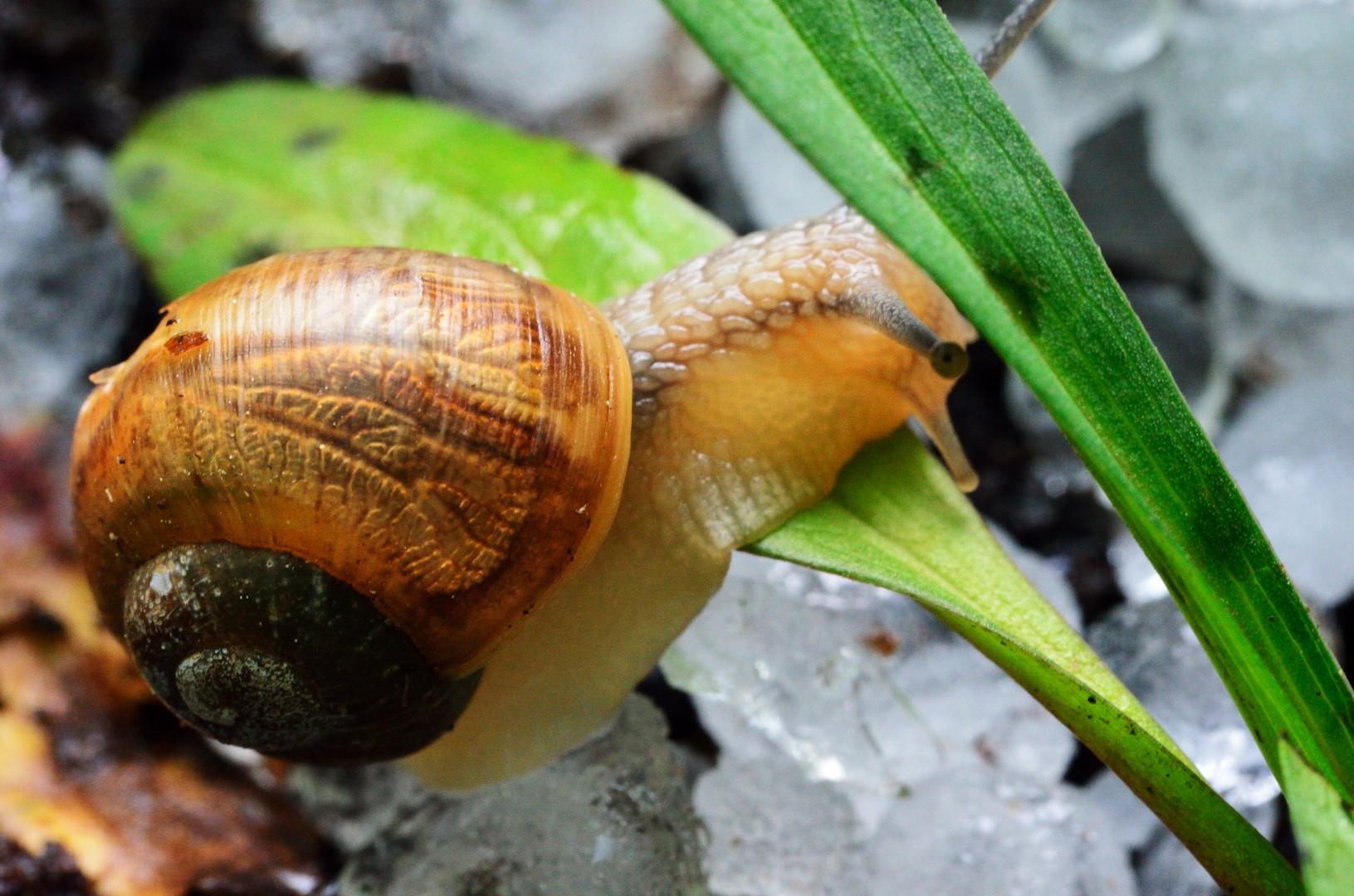 Schnecke nach Hagelschauer