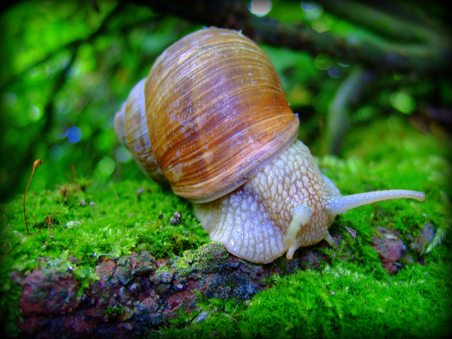 Schnecke – nein, sie kann nicht rennen.