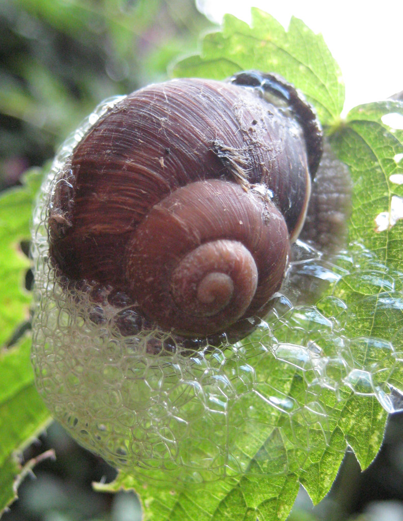 Schnecke nimmt Schaumbad