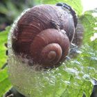 Schnecke nimmt Schaumbad