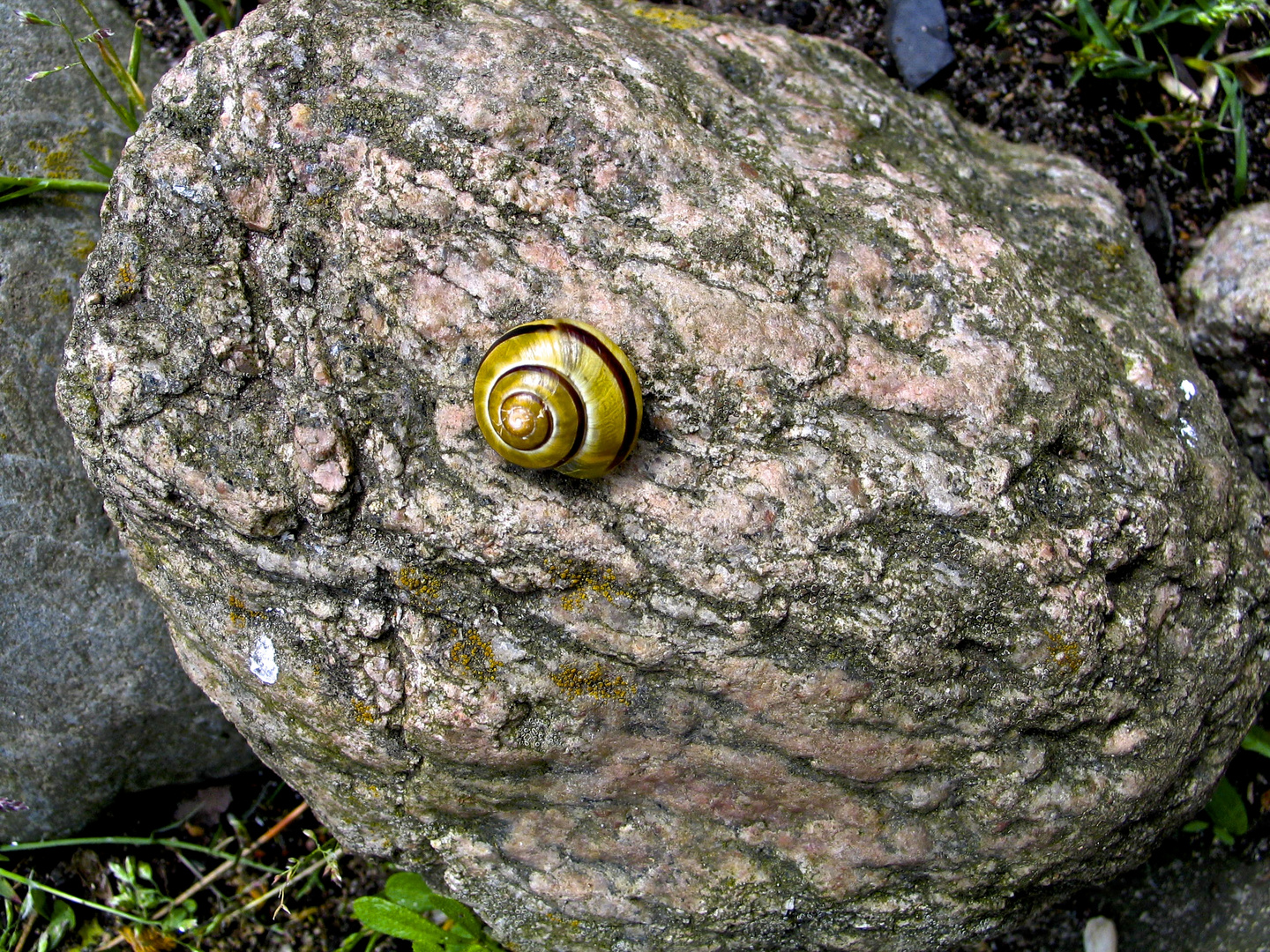 Schnecke nimmt Sonnenbad