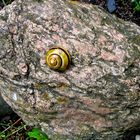 Schnecke nimmt Sonnenbad