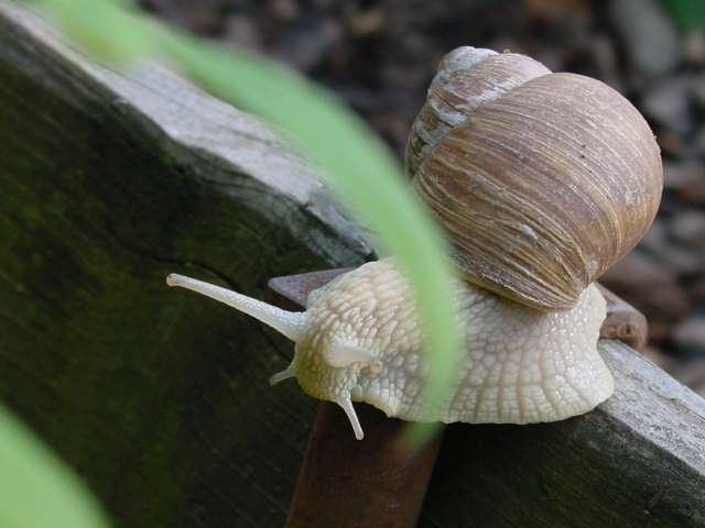 schnecke nochmal